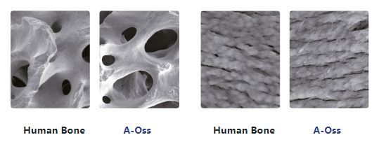 Pore and Surface Structures